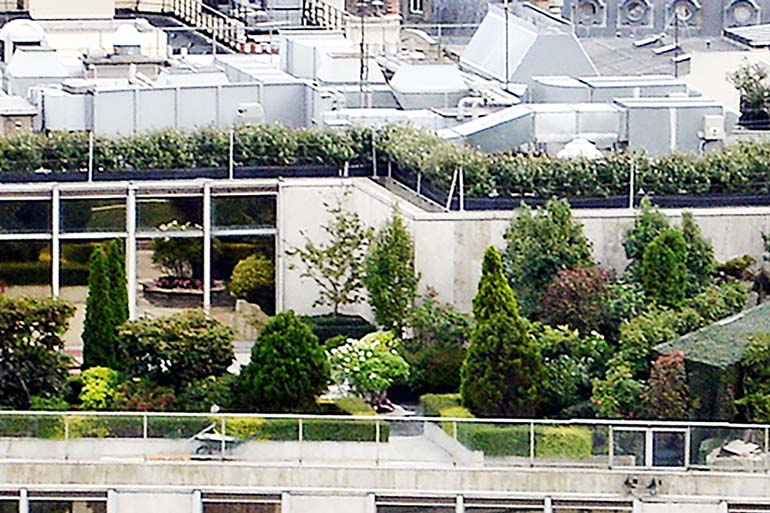Rooftop garden